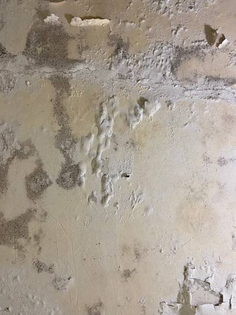 Best Post-Flood Mold Remediation in Oak Ridge, NJ