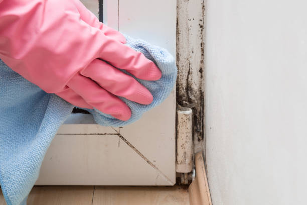 Best Attic Mold Remediation in Oak Ridge, NJ